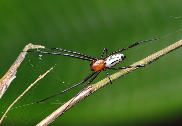 Close-up of grasshopper on spider web