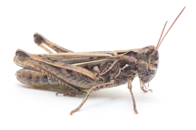 Close up grasshopper in studio