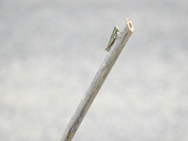 Photo close-up of grasshopper on wood