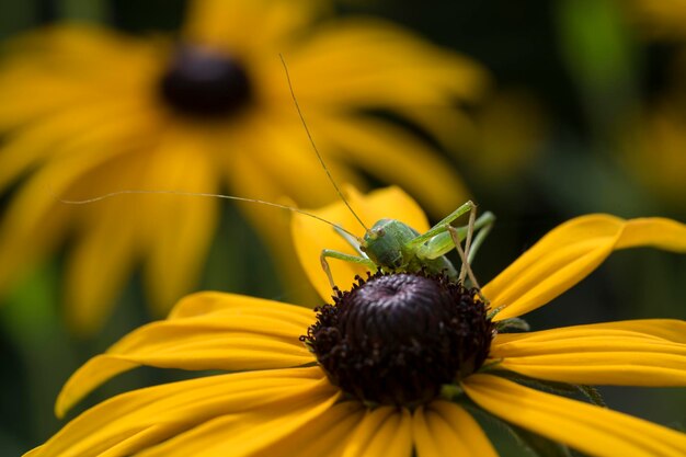 close-up of grasshopper on yellow flower