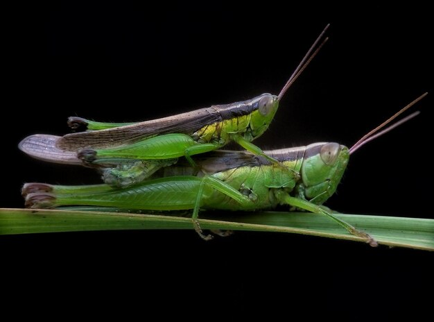 Photo close-up of grasshopper