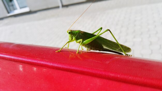 Close-up of grasshopper