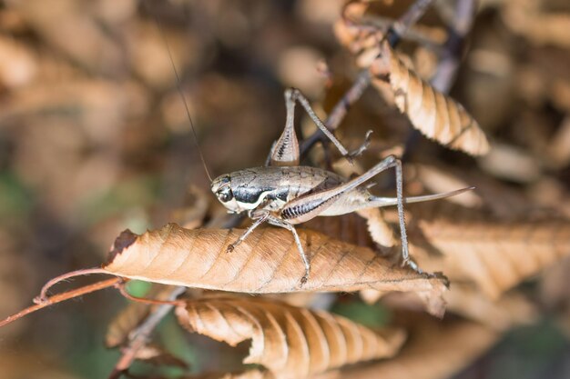 Photo close-up of grasshopper