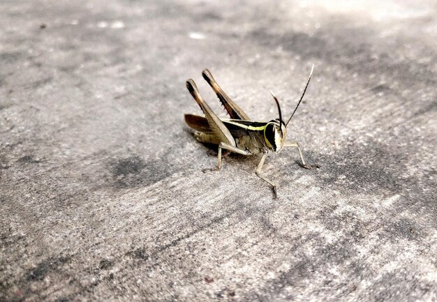 Photo close-up of grasshopper