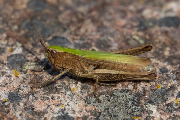 Photo close-up of grasshopper