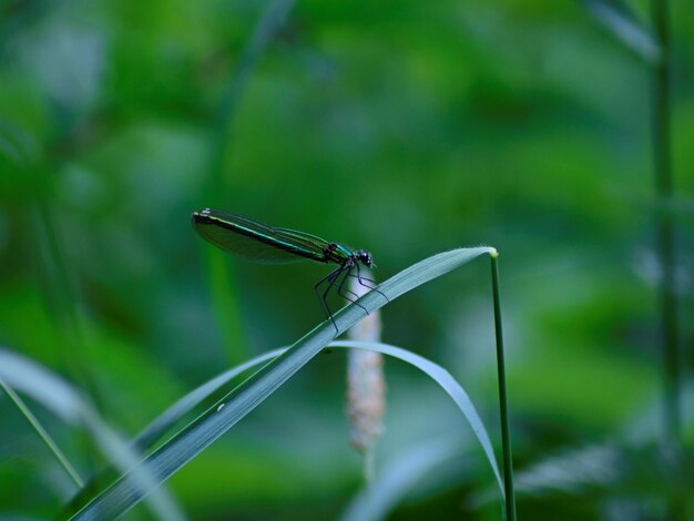 Photo close-up of a grasshopper