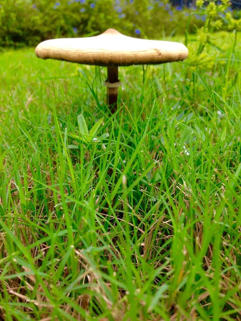 Foto prossimo piano di un campo erboso