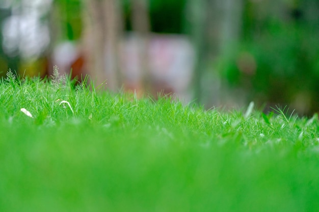 Close-up grasveld in de tuin met wazige achtergrond.