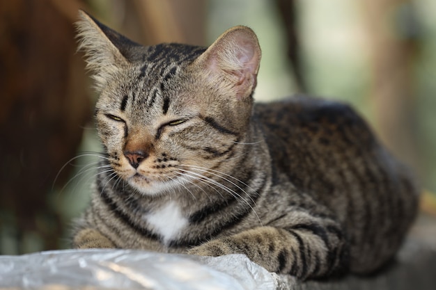 Close up gray cat house is sit down and rest on the old wall near the garden at thailand