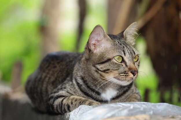 クローズアップ灰色の猫は庭に座っています。