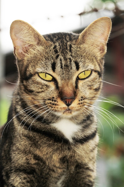 Close up gray cat look me