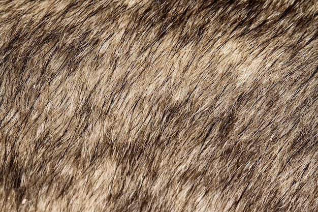 Close up gray dog skin for  and background