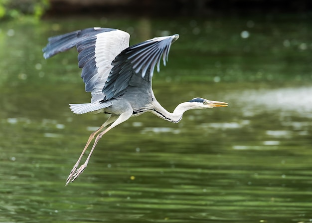 Photo close-up of gray heron flying over lake