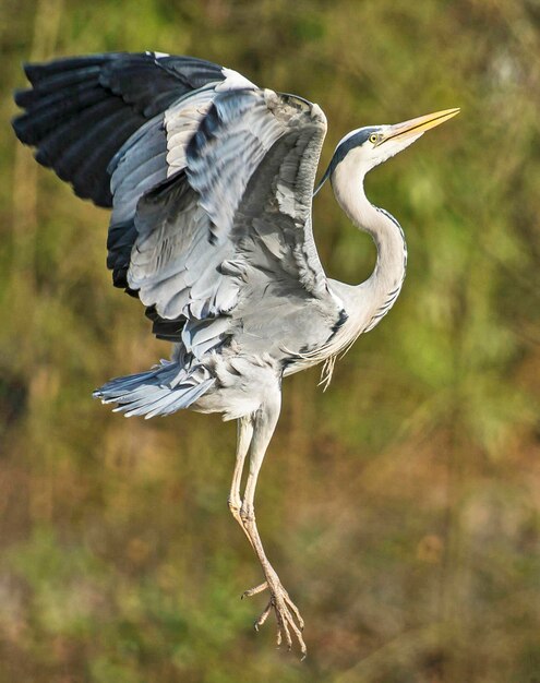 Photo close-up of gray heron flying