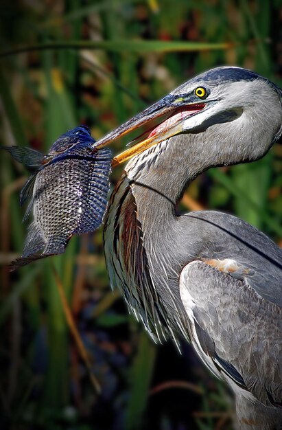 Photo close-up of gray heron perching on leaf