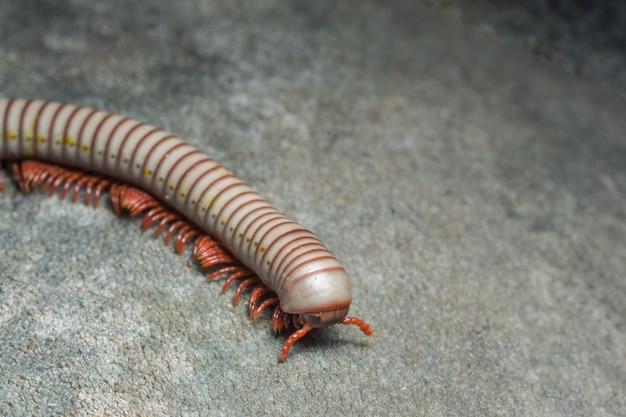 Close up of gray millipede