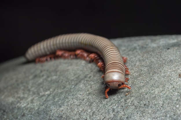 Close up of gray millipede
