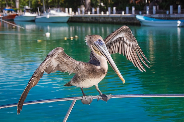 Photo close-up of a gray pelican sitting on a ship