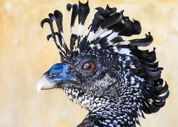 Photo close-up of a great curassow