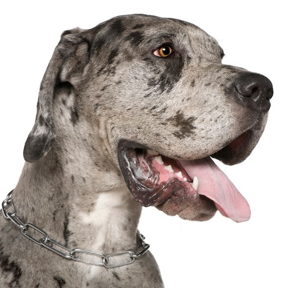 Close-up of Great Dane, 1 year old. Dog portrait isolated