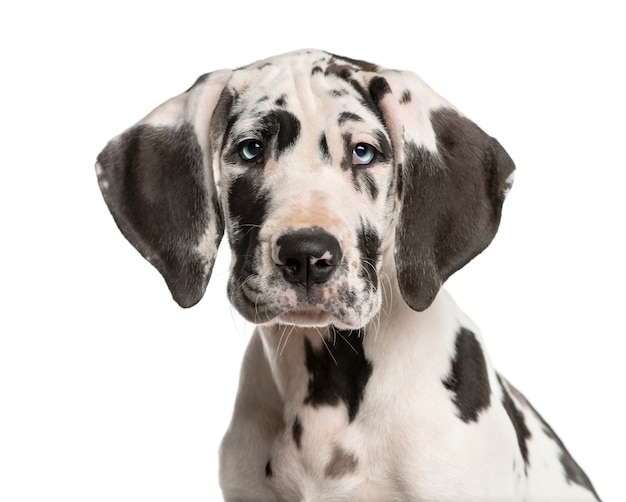Close-up of a Great Dane puppy in front of a white wall