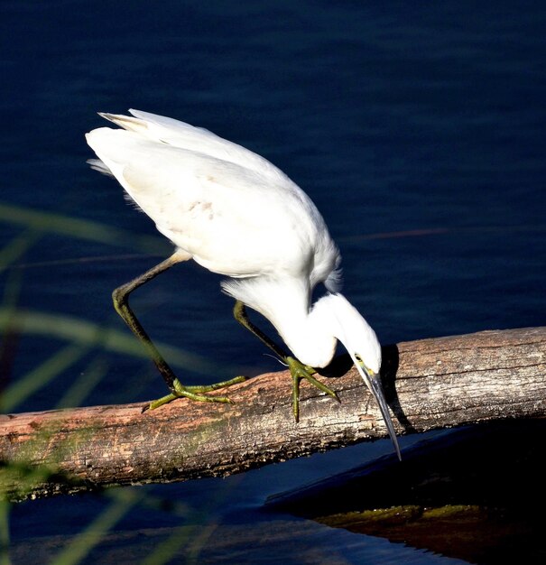 Foto close-up di un grande egret appollaiato su un ramo sopra il lago