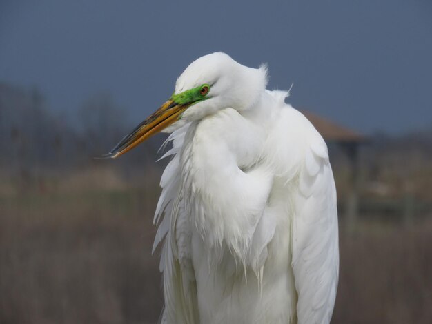 Photo close-up of a great egret