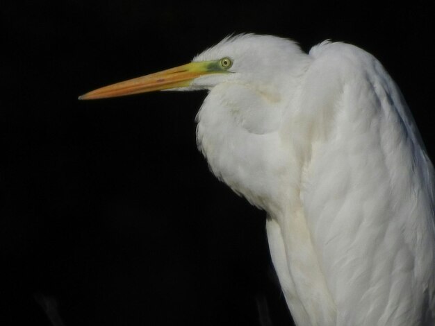 Photo close-up of great egret