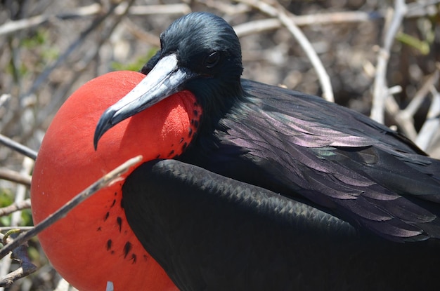 Close-up of great frigatebird