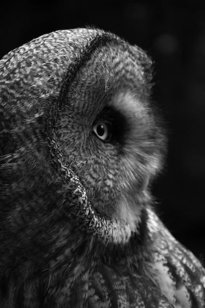 Photo close-up of great gray owl