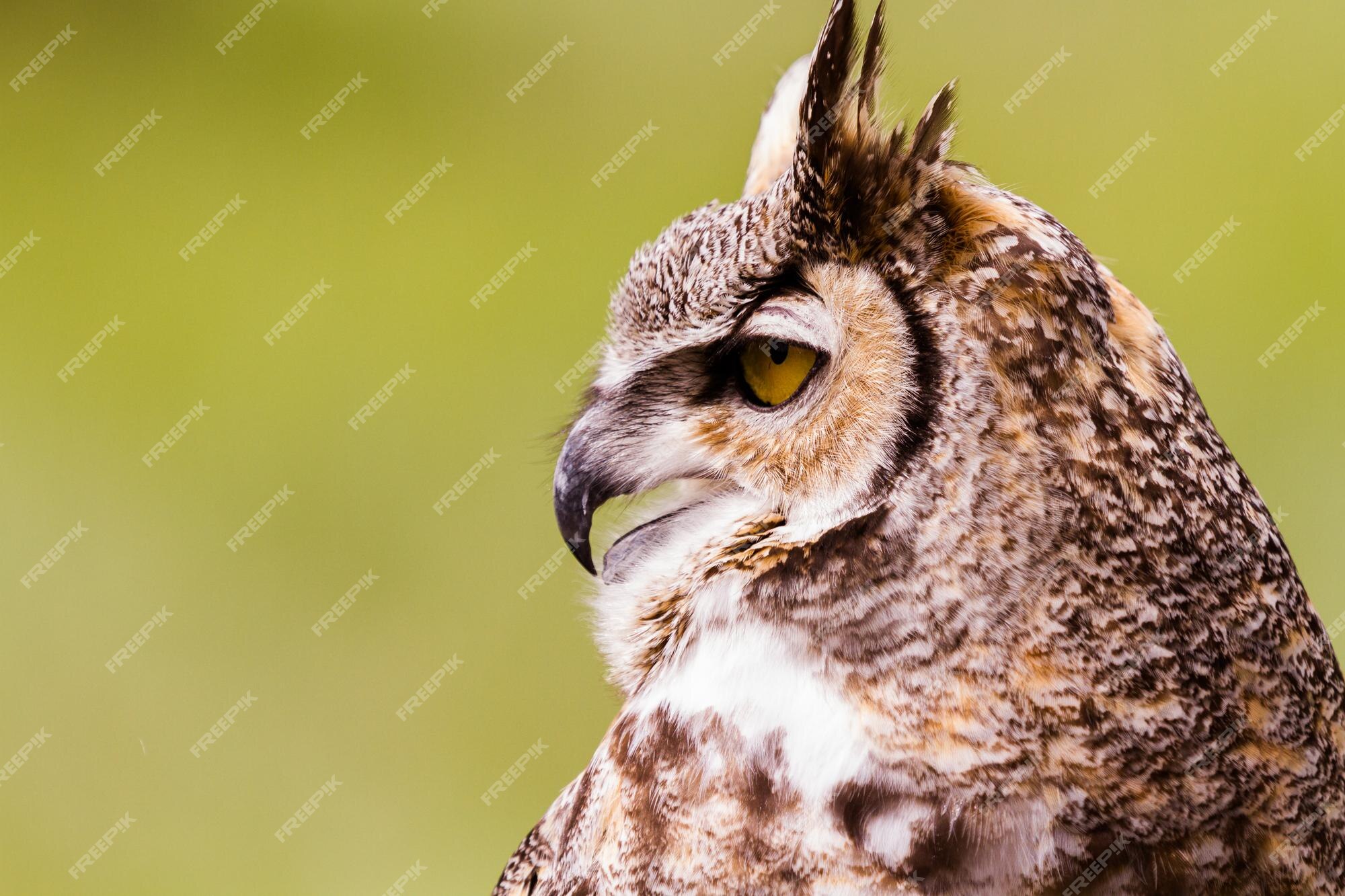 great horned owl face side view