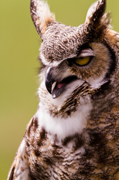 Close up of great horned owl in captivity.