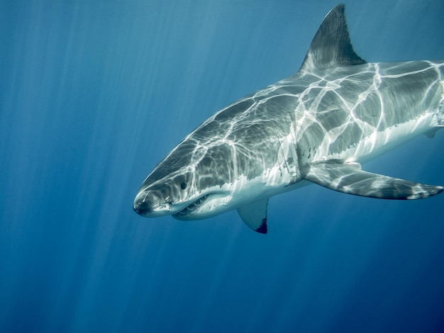 Close-up of great white shark swimming in sea