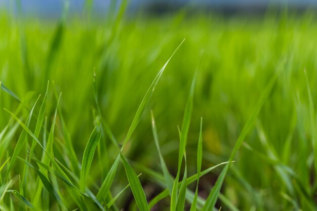 Close up green agricultural wheat field in spring countryside landscape