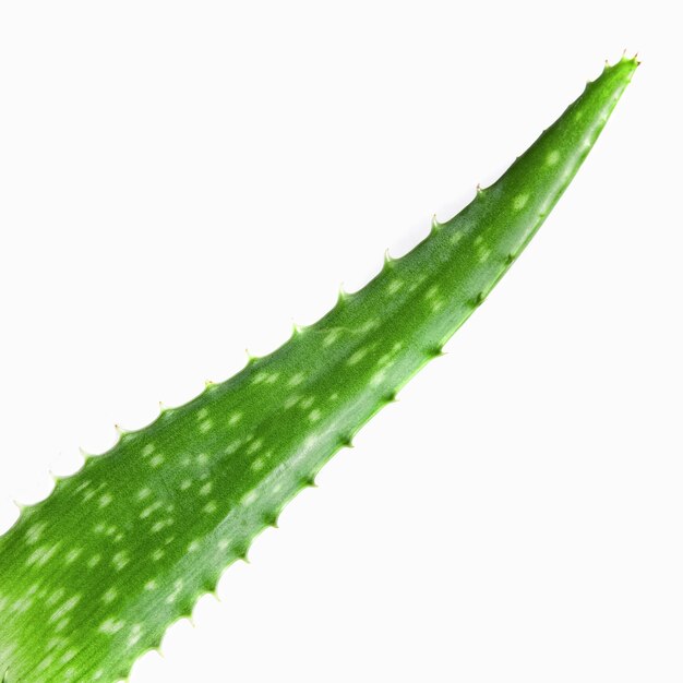 Close-up of green aloe vera isolated on white