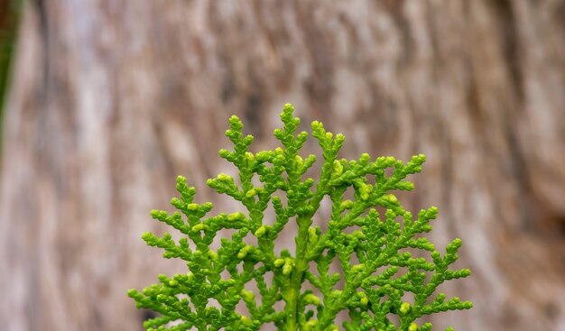 Крупным планом - зеленые листья туи (Thuja spp.), В мелком фокусе, вечнозеленые представители семейства кипарисовых.