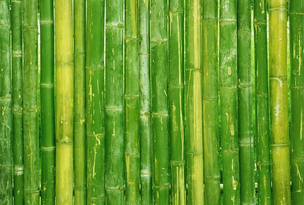 Close up of green bamboo fence texture .