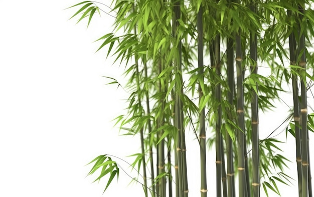 A close up green bamboo stems on a white background ai generated