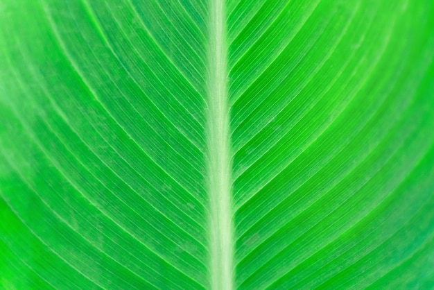 Close-up of a green banana leaf. Striped pattern on a green background. Banana tree foliage texture. Nature tropical plant surface.