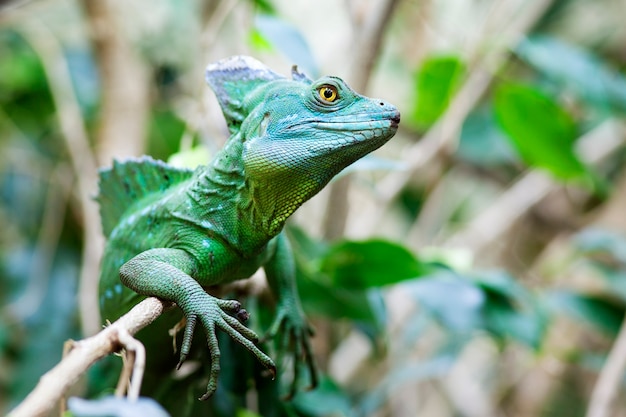 Close up of Green Basilisk Lizard