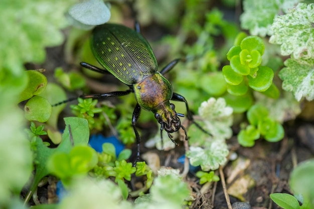close-up of green beetle amidst leaves on rock