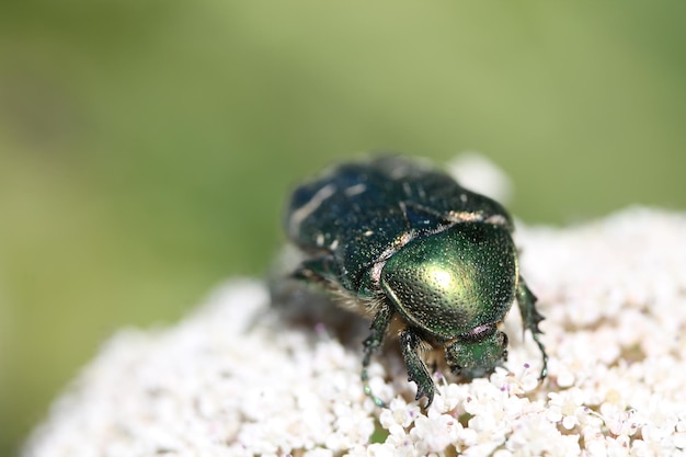 白い花の上にある緑の甲虫のクローズアップ