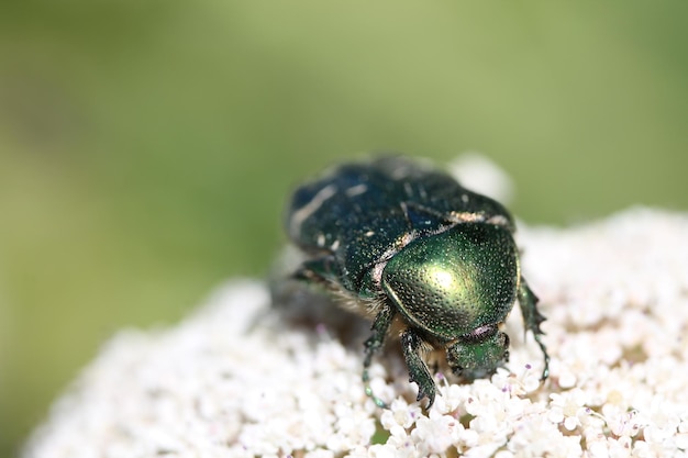 Foto prossimo piano di un coleottero verde su fiori bianchi