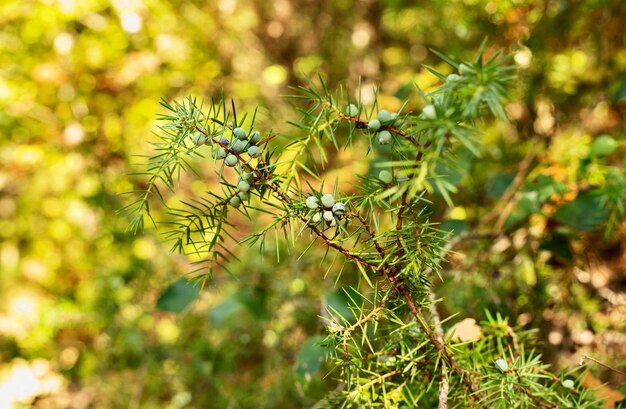 Close up of green berries of juniper tree evergreen tree with green needles with seed cones