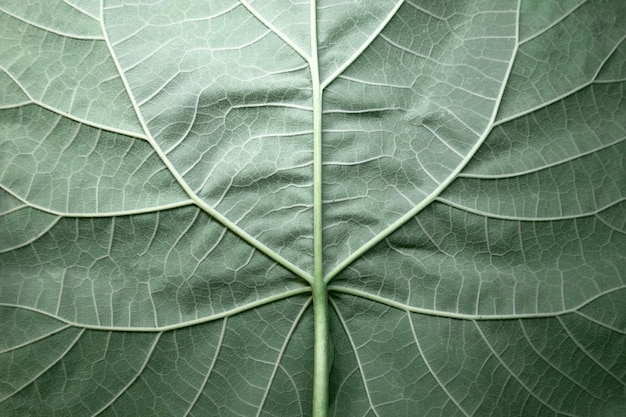 Close up verde grande congedo texture di sfondo