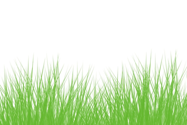 白い背景の緑の草の葉のクローズアップ