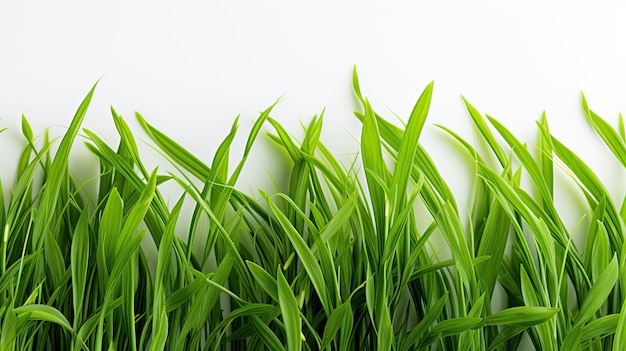 Close up of green blades of grass against a white background