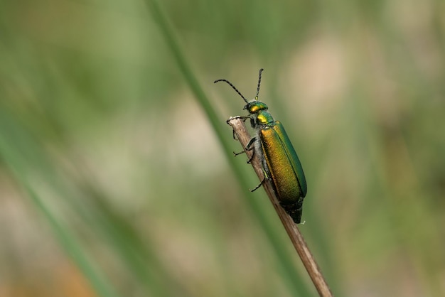 Photo close-up of a green blister beetle