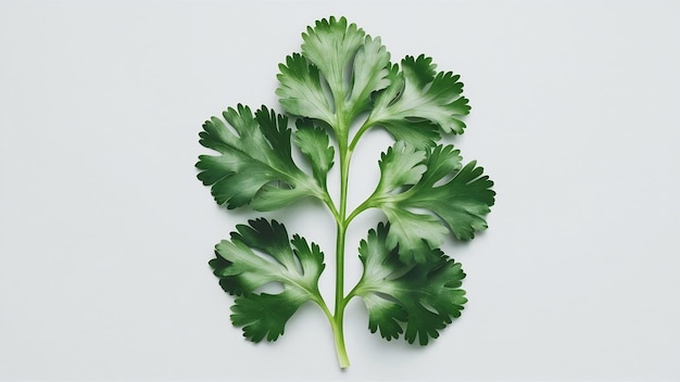 Close up green branch of cilantro or coriander isolated on white background