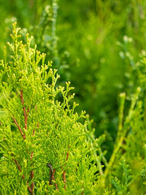 Close-up of the green branches of thuja. Selective focus. Ornamental plant